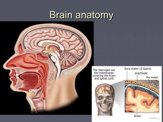 Brain anatomyBrain anatomy
 