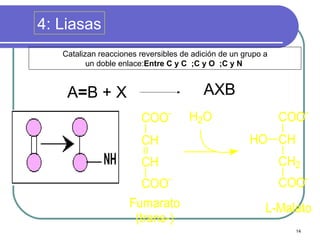 4: Liasas
   Catalizan reacciones reversibles de adición de un grupo a
          un doble enlace:Entre C y C ;C y O ;C y N


    A=B + X                               AXB
                                -                                     -
                        COO           H 2O                     COO
                        CH                             HO CH
                        CH                                     CH2
                        COO-                                   COO-
                     Fumarato                              L-Malato
                      (trans-)
                                                                 14
 