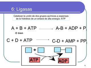 6: Ligasas
   Catalizan la unión de dos grupos químicos a expensas
     de la hidrólisis de un enlace de alta energía :ATP



  A + B + ATP                             A-B + ADP + Pi
    O bien


C + D + ATP                            C-D + AMP + PPi




                                                          16
 