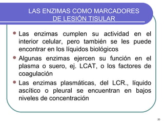 LAS ENZIMAS COMO MARCADORES
           DE LESIÓN TISULAR

 Las   enzimas cumplen su actividad en el
  interior celular, pero también se les puede
  encontrar en los líquidos biológicos
 Algunas enzimas ejercen su función en el
  plasma o suero, ej. LCAT, o los factores de
  coagulación
 Las enzimas plasmáticas, del LCR., líquido
  ascítico o pleural se encuentran en bajos
  niveles de concentración


                                                20
 