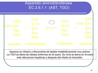 Aspartato aminotransferasa
                      EC 2.6.1.1 (AST, TGO)


                          COO-                                             COO-
          COO-                              B6       COO-          +
+                         C    O                                       H3N CH
    H3N   CH                                         C    O
                    +     CH2                                    +         CH2
          CH2                                        CH2
                -         CH2                               -              CH2
          COO                                        COO
                          COO   -                                          COO-

     Aspartato      α-Cetoglutarato              Oxalacetato            Glutamato

      Aparece en citosol y mitocondrias de tejidos metabólicamente muy activos
    La TGO se libera de células enfermas en el suero. Su nivel se eleva en el suero
            ante afecciones hepáticas y después del infarto al miocardio.




                                                                                25
 