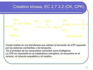 Creatino kinasa, EC 2.7.3.2 (CK, CPK)

       CH3                                            CH3                O
                           ATP        ADP
       N CH2 COOH                                     N CH2 CO O P O-
HN C                                          HN C
       NH2                                                               O-
                                                      NH2

   Creatina                                               Creatin fosfato


Creatin fosfato es una transferasa que cataliza la formación de ATP requerido
por los sistemas contráctiles o de transporte.
 Es el prototipo de los compuestos conocidos como fosfágenos.
La CPK es importante en el metabolismo energético, se encuentra en el
corazón, el músculo esquelético y el cerebro.



                                                                                27
 
