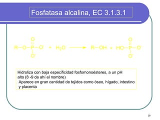 Fosfatasa alcalina, EC 3.1.3.1


       O                                                     O
R O P O- + H2O                          R OH + HO P O-
       O-                                                    O-


Hidroliza con baja especificidad fosfomonoésteres, a un pH
alto (8 -9 de ahí el nombre)
 Aparece en gran cantidad de tejidos como óseo, hígado, intestino
 y placenta




                                                                    29
 