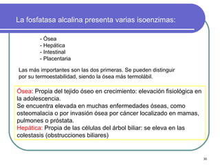 La fosfatasa alcalina presenta varias isoenzimas:

        - Ósea
        - Hepática
        - Intestinal
        - Placentaria

Las más importantes son las dos primeras. Se pueden distinguir
por su termoestabilidad, siendo la ósea más termolábil.

Ósea: Propia del tejido óseo en crecimiento: elevación fisiológica en
la adolescencia.
Se encuentra elevada en muchas enfermedades óseas, como
osteomalacia o por invasión ósea por cáncer localizado en mamas,
pulmones o próstata.
Hepática: Propia de las células del árbol biliar: se eleva en las
colestasis (obstrucciones biliares)


                                                                        30
 