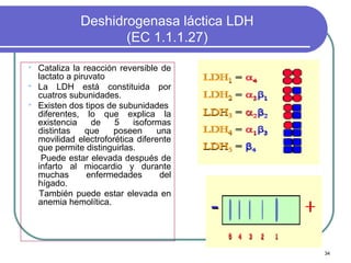 Deshidrogenasa láctica LDH
                      (EC 1.1.1.27)

   Cataliza la reacción reversible de
    lactato a piruvato
   La LDH está constituida por
    cuatros subunidades.
   Existen dos tipos de subunidades
    diferentes, lo que explica la
    existencia     de   5    isoformas
    distintas    que    poseen      una
    movilidad electroforética diferente
    que permite distinguirlas.
     Puede estar elevada después de
    infarto al miocardio y durante
    muchas        enfermedades       del
    hígado.
    También puede estar elevada en
    anemia hemolítica.




                                            34
 