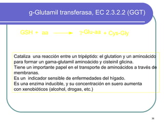 g-Glutamil transferasa, EC 2.3.2.2 (GGT)


   GSH + aa                     γ-Glu-aa + Cys-Gly



Cataliza una reacción entre un tripéptido: el glutation y un aminoácido
para formar un gama-glutamil aminoácido y cisteinil glicina.
Tiene un importante papel en el transporte de aminoácidos a través de
membranas.
Es un indicador sensible de enfermedades del hígado.
Es una enzima inducible, y su concentración en suero aumenta
con xenobióticos (alcohol, drogas, etc.)




                                                                    36
 