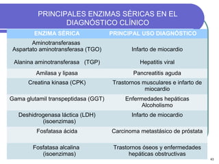 PRINCIPALES ENZIMAS SÉRICAS EN EL
                 DIAGNÓSTICO CLÍNICO
        ENZIMA SÉRICA                PRINCIPAL USO DIAGNÓSTICO
        Aminotransferasas
 Aspartato aminotransferasa (TGO)           Infarto de miocardio

 Alanina aminotransferasa (TGP)                Hepatitis viral
         Amilasa y lipasa                    Pancreatitis aguda
      Creatina kinasa (CPK)          Trastornos musculares e infarto de
                                                 miocardio
Gama glutamil transpeptidasa (GGT)        Enfermedades hepáticas
                                                Alcoholismo
   Deshidrogenasa láctica (LDH)             Infarto de miocardio
           (isoenzimas)
         Fosfatasa ácida             Carcinoma metastásico de próstata

        Fosfatasa alcalina            Trastornos óseos y enfermedades
           (isoenzimas)                     hepáticas obstructivas
                                                                          43
 