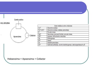 Holoenzima = Apoenzima + Cofactor
 