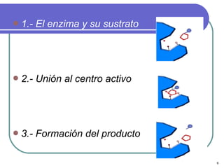  1.-   El enzima y su sustrato




 2.-   Unión al centro activo




 3.-   Formación del producto

                                  6
 