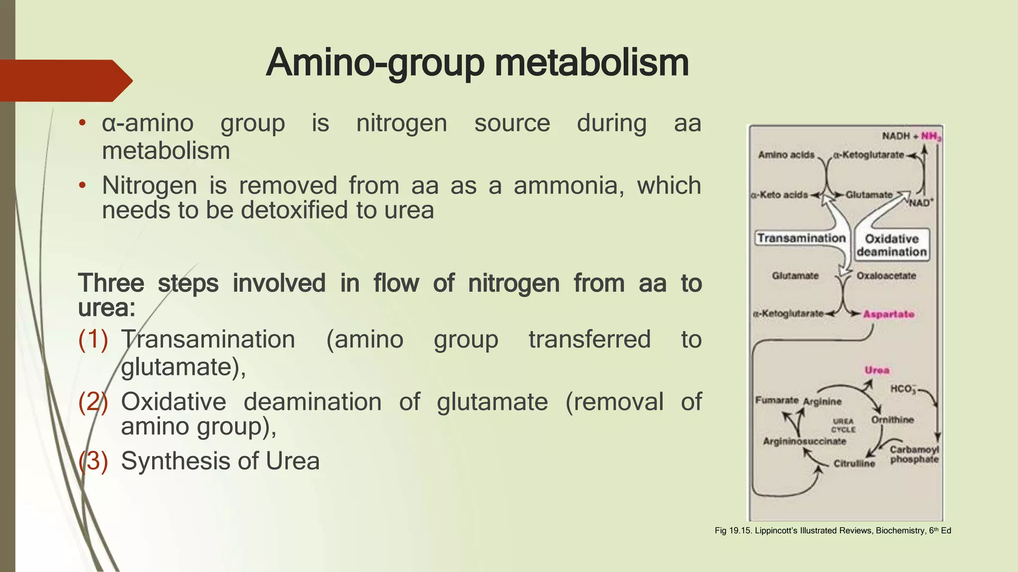Amino Acid Oxidation | PPTX