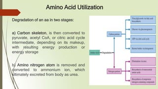 Amino Acid Utilization
Degradation of an aa in two stages:
a) Carbon skeleton, is then converted to
pyruvate, acetyl CoA, or citric acid cycle
intermediate, depending on its makeup,
with resulting energy production or
energy storage
b) Amino nitrogen atom is removed and
converted to ammonium ion, which
ultimately excreted from body as urea.
 