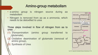 Amino-group metabolism
• α-amino group is nitrogen source during aa
metabolism
• Nitrogen is removed from aa as a ammonia, which
needs to be detoxified to urea
Three steps involved in flow of nitrogen from aa to
urea:
(1) Transamination (amino group transferred to
glutamate),
(2) Oxidative deamination of glutamate (removal of
amino group),
(3) Synthesis of Urea
Fig 19.15. Lippincott’s Illustrated Reviews, Biochemistry, 6th Ed
 