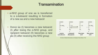 Transamination
• α-NH2 group of one aa is transferred
to a α-ketoacid resulting in formation
of a new aa and a new ketoacid
• Donor aa (I) becomes a new ketoacid
(I) after losing the α-NH2 group, and
recipient ketoacid (II) becomes a new
aa (II) after receiving the NH2 group
Text Book of Medical Biochemistry by Chatterjee & Rana Shinde, 8th Ed
 