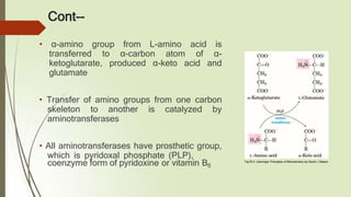 Cont--
• α-amino group from L-amino acid is
transferred to α-carbon atom of α-
ketoglutarate, produced α-keto acid and
glutamate
• Transfer of amino groups from one carbon
skeleton to another is catalyzed by
aminotransferases
• All aminotransferases have prosthetic group,
which is pyridoxal phosphate (PLP),
coenzyme form of pyridoxine or vitamin B6
Fig18.4: Lehninger Principles of Biochemistry by David L Nelson
 