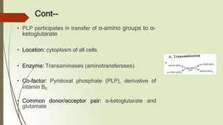 Cont--
• PLP participates in transfer of α-amino groups to α-
ketoglutarate
• Location: cytoplasm of all cells
• Enzyme: Transaminases (aminotransferases)
• Co-factor: Pyridoxal phosphate (PLP), derivative of
vitamin B6
• Common donor/acceptor pair: α-ketoglutarate and
glutamate
 