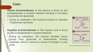 Cont--
Alanine aminotransferase: In this alanine is donor aa and
α-ketoglutarate is recipient ketoacid resulting in formation
of pyruvate and glutamate.
• During aa catabolism, this enzyme functions in direction
of glutamate synthesis.
Aspartate aminotransferase: In this Aspartic acid is donor
aa and α-ketoglutarate is recipient ketoacid.
• During aa catabolism, this enzyme transfers
groups from glutamate to oxaloacetate,
amino
forming
aspartate, which is used as a source of nitrogen in urea
cycle. Fig 19.8. Lippincott’s Illustrated Reviews, Biochemistry, 6th Ed
 