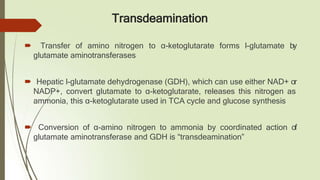 Transdeamination
🠶 Transfer of amino nitrogen to α-ketoglutarate forms l-glutamate by
glutamate aminotransferases
🠶 Hepatic l-glutamate dehydrogenase (GDH), which can use either NAD+ or
NADP+, convert glutamate to α-ketoglutarate, releases this nitrogen as
ammonia, this α-ketoglutarate used in TCA cycle and glucose synthesis
🠶 Conversion of α-amino nitrogen to ammonia by coordinated action of
glutamate aminotransferase and GDH is “transdeamination”
 