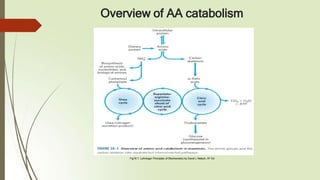 Overview of AA catabolism
Fig18.1: Lehninger Principles of Biochemistry by David L Nelson, 6th Ed
 