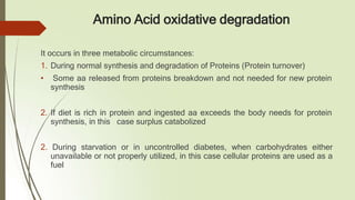 Amino Acid oxidative degradation
It occurs in three metabolic circumstances:
1. During normal synthesis and degradation of Proteins (Protein turnover)
• Some aa released from proteins breakdown and not needed for new protein
synthesis
2. If diet is rich in protein and ingested aa exceeds the body needs for protein
synthesis, in this case surplus catabolized
2. During starvation or in uncontrolled diabetes, when carbohydrates either
unavailable or not properly utilized, in this case cellular proteins are used as a
fuel
 
