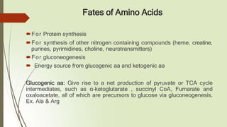 Fates of Amino Acids
🠶For Protein synthesis
🠶For synthesis of other nitrogen containing compounds (heme, creatine,
purines, pyrimidines, choline, neurotransmitters)
🠶For gluconeogenesis
🠶 Energy source from glucogenic aa and ketogenic aa
Glucogenic aa: Give rise to a net production of pyruvate or TCA cycle
intermediates, such as α-ketoglutarate , succinyl CoA, Fumarate and
oxaloacetate, all of which are precursors to glucose via gluconeogenesis.
Ex. Ala & Arg
 