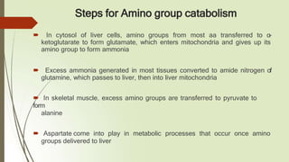 Steps for Amino group catabolism
🠶 In cytosol of liver cells, amino groups from most aa transferred to α-
ketoglutarate to form glutamate, which enters mitochondria and gives up its
amino group to form ammonia
🠶 Excess ammonia generated in most tissues converted to amide nitrogen of
glutamine, which passes to liver, then into liver mitochondria
🠶 In skeletal muscle, excess amino groups are transferred to pyruvate to
form
alanine
🠶 Aspartate come into play in metabolic processes that occur once amino
groups delivered to liver
 