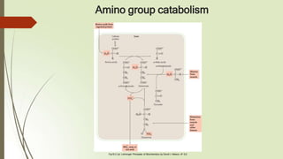 Amino group catabolism
Fig18.2 (a): Lehninger Principles of Biochemistry by David L Nelson, 6th Ed
 