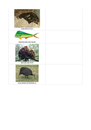 JARARACUÇU




DOURADO DO MAR




  BUGIO-RUIVO




GALINHA D'ANGOLA
 