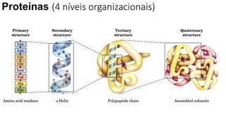 Proteínas (4 níveis organizacionais)
 