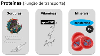 Gorduras Vitaminas Minerais
apo-RBP
Fe
Proteínas (Função de transporte)
Transferrina
 