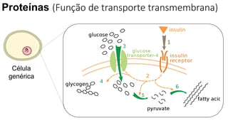 Proteínas (Função de transporte transmembrana)
Célula
genérica
 