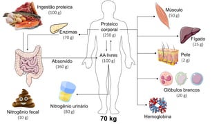Proteico
corporal
(250 g)
70 kg
Glóbulos brancos
(20 g)
Fígado
(25 g)
Hemoglobina
Músculo
(50 g)
Ingestão proteica
(100 g)
AA livres
(100 g)
Nitrogênio fecal
(10 g)
Enzimas
(70 g)
Absorvido
(160 g)
Pele
(2 g)
Nitrogênio urinário
(80 g)
 