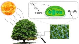 H2O
CO2
Fótons
C6H12O6
O2
+
+
+
 
