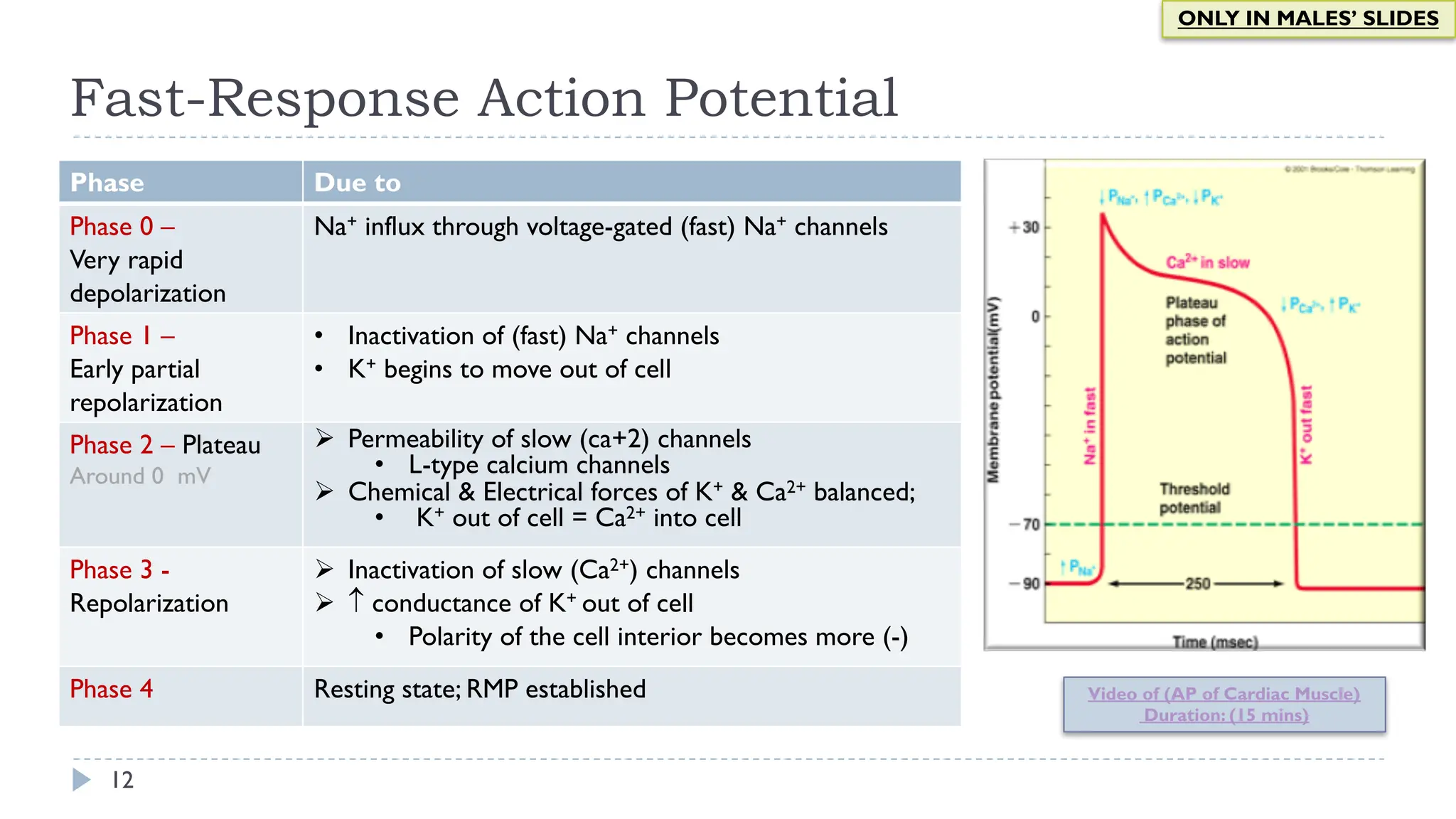 Rapid Gated Process.pdf Cardiac Electrical Activity from CV block lecture | PDF