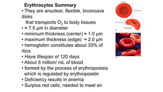 2 - Cardiovascular system - BLOOD systems.pdf