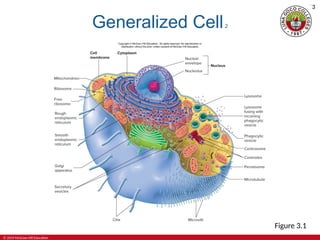 2-Cell-Structures-and-Their-Functions-Powerpoint.ppt