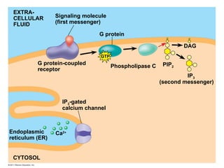 G protein
EXTRA-
CELLULAR
FLUID
Signaling molecule
(first messenger)
G protein-coupled
receptor
Phospholipase C
DAG
PIP2
IP3
(second messenger)
IP3-gated
calcium channel
Endoplasmic
reticulum (ER)
CYTOSOL
Ca2
GTP
 