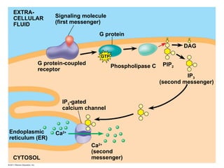 G protein
EXTRA-
CELLULAR
FLUID
Signaling molecule
(first messenger)
G protein-coupled
receptor
Phospholipase C
DAG
PIP2
IP3
(second messenger)
IP3-gated
calcium channel
Endoplasmic
reticulum (ER)
CYTOSOL
Ca2
(second
messenger)
Ca2
GTP
 