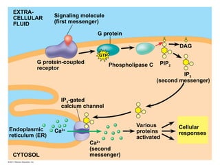 G protein
EXTRA-
CELLULAR
FLUID
Signaling molecule
(first messenger)
G protein-coupled
receptor
Phospholipase C
DAG
PIP2
IP3
(second messenger)
IP3-gated
calcium channel
Endoplasmic
reticulum (ER)
CYTOSOL
Various
proteins
activated
Cellular
responses
Ca2
(second
messenger)
Ca2
GTP
 