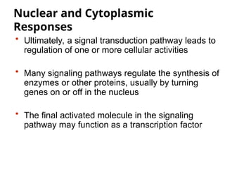 Nuclear and Cytoplasmic
Responses
• Ultimately, a signal transduction pathway leads to
regulation of one or more cellular activities
• Many signaling pathways regulate the synthesis of
enzymes or other proteins, usually by turning
genes on or off in the nucleus
• The final activated molecule in the signaling
pathway may function as a transcription factor
 