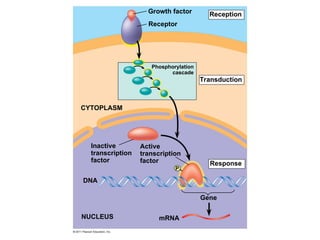Growth factor
Receptor
Reception
Transduction
CYTOPLASM
Response
Inactive
transcription
factor
Active
transcription
factor
DNA
NUCLEUS mRNA
Gene
Phosphorylation
cascade
P
 