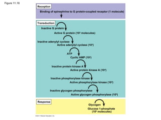 Figure 11.16
Reception
Transduction
Response
Binding of epinephrine to G protein-coupled receptor (1 molecule)
Inactive G protein
Active G protein (102
molecules)
Inactive adenylyl cyclase
Active adenylyl cyclase (102
)
ATP
Cyclic AMP (104
)
Inactive protein kinase A
Active protein kinase A (104
)
Inactive phosphorylase kinase
Active phosphorylase kinase (105
)
Inactive glycogen phosphorylase
Active glycogen phosphorylase (106
)
Glycogen
Glucose 1-phosphate
(108
molecules)
 