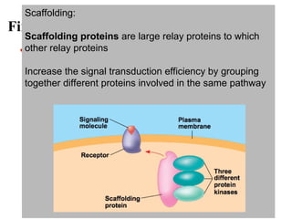 Fine-Tuning of the Response
• There are four aspects of fine-tuning to consider
– Amplifying the signal (and thus the response)
– Specificity of the response
– Overall efficiency of response, enhanced by
scaffolding proteins
– Termination of the signal
Amplify: Cascade amplifies the cell response
At each step, the number of activated product is
greater than in the step before
Specify:
Different proteins allow cells to detect and respond
to different signals
Scaffolding:
Scaffolding proteins are large relay proteins to which
other relay proteins
Increase the signal transduction efficiency by grouping
together different proteins involved in the same pathway
 