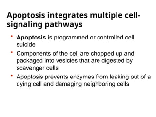 Apoptosis integrates multiple cell-
signaling pathways
• Apoptosis is programmed or controlled cell
suicide
• Components of the cell are chopped up and
packaged into vesicles that are digested by
scavenger cells
• Apoptosis prevents enzymes from leaking out of a
dying cell and damaging neighboring cells
 