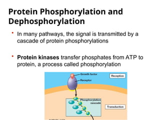 Protein Phosphorylation and
Dephosphorylation
• In many pathways, the signal is transmitted by a
cascade of protein phosphorylations
• Protein kinases transfer phosphates from ATP to
protein, a process called phosphorylation
 