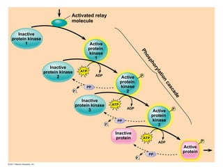 Activated relay
molecule
P
h
o
s
p
h
o
r
y
l
a
t
i
o
n
c
a
s
c
a
d
e
Inactive
protein kinase
1 Active
protein
kinase
1
Active
protein
kinase
2
Active
protein
kinase
3
Inactive
protein kinase
2
Inactive
protein kinase
3
Inactive
protein
Active
protein
ATP
ADP
ATP
ADP
ATP
ADP
PP
PP
PP
P
P
P i
P i
P i
P
 