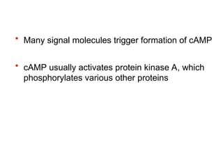 • Many signal molecules trigger formation of cAMP
• cAMP usually activates protein kinase A, which
phosphorylates various other proteins
 