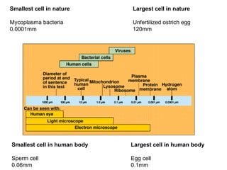 Largest cell in human body Egg cell 0.1mm Smallest cell in human body Sperm cell 0.06mm Smallest cell in nature Mycoplasma bacteria 0.0001mm Largest cell in nature Unfertilized ostrich egg 120mm 