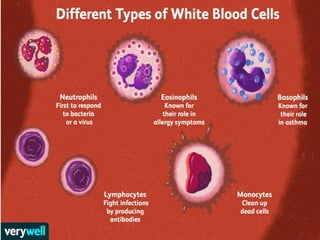 Cells of the Immune System | PPT
