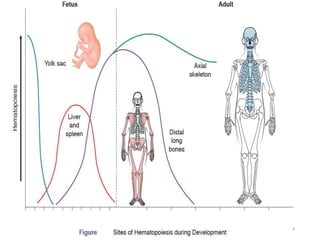 Cells of the Immune System | PPT