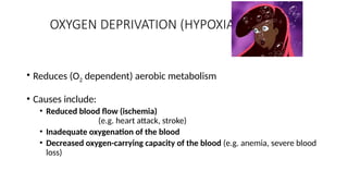 O2 Attack 2 - Cellular Injury and Cell Death 2.pptxvgvgvg gvg | PPTX